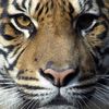 Аватар для tigrr